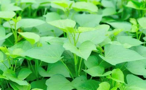 红薯叶可以直接生吃吗？它有哪些营养价值