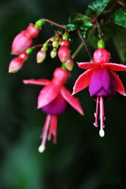 吊钟海棠花期小知识