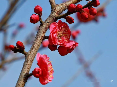 梅花傲骨凌寒开，象征坚韧不拔