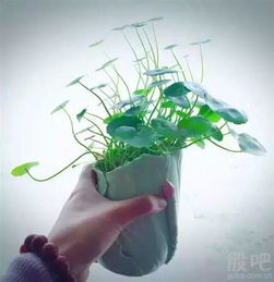 想养好莲花竹？这份超详细的水养方法