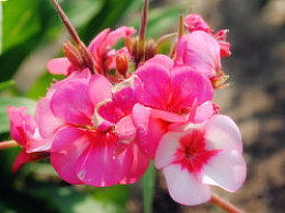 “绿意盎然，花香四溢