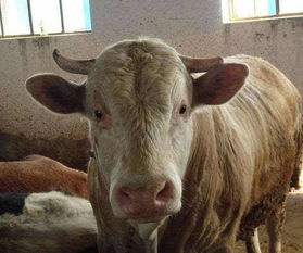 畜牧动物口炎预防与治疗策略