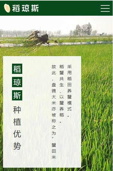 揭秘稻米家族：粳籼差异与共融之道