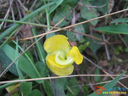 草本植物第二年复活之谜，你懂了吗？