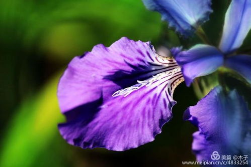 矢车菊：重金属净化器