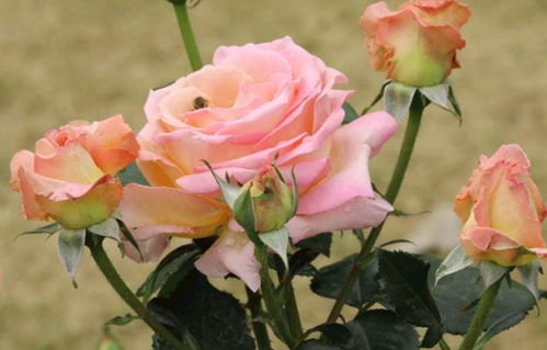 月季花中的小秘密：真正的朋友月季