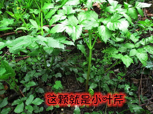 东北野生芹菜繁殖方法是什么？如何实现高效繁殖