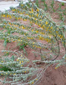 选地被植物， 就像找室友，合拍比名贵梗重要