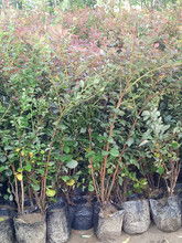 红叶小檗种植之谜，揭秘哪个地区Zui佳？