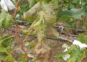 葡萄树种植时如何科学施肥和修剪以促进果实品质提升