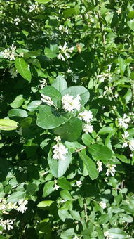 树的名字，藏在哪里