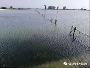夏季高温，水产养殖面临水温过高、病害频发等挑战