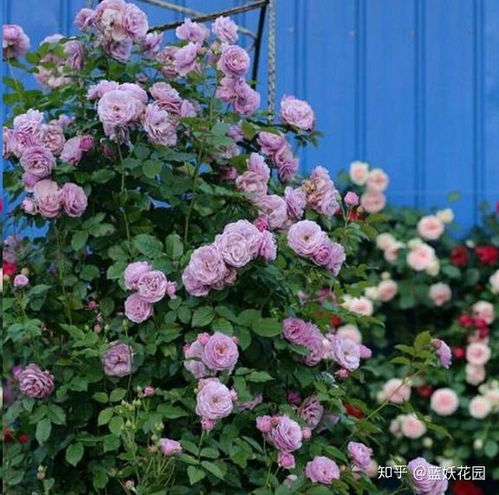 珊瑚花环月季的花期是多久？