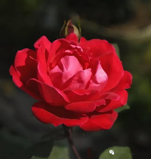 阳台党的福音：矮株勤花品种