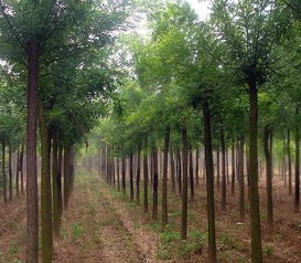 槐树追肥时应该选择哪种肥料来促进其生长？