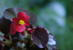 防治海棠虫害的小方法