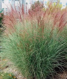 芒草：秋天的使者