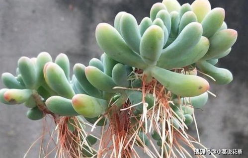 多肉植物换盆后长出气根，这是正常的生理现象吗