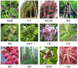 木本花卉的种类与美丽花朵探索