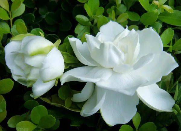 栀子花在北方怎么开花？能否在寒冷气候中绽放
