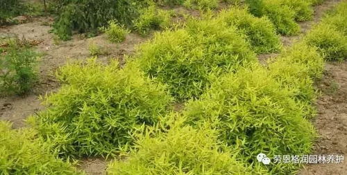 1. 喜阳植物的特殊养护