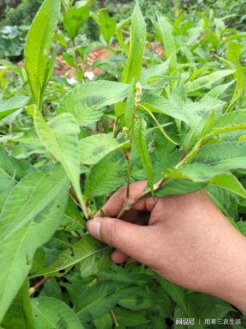 叶子上的锈病症状