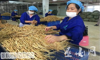 应对干旱， 云南昭通药农有妙招