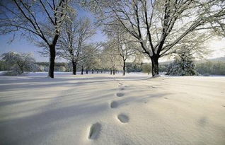 冰天雪地里的绿意盎然