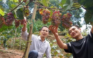 葡萄小籽多除草剂对户太葡萄的栽培有哪些影响和注意事项？