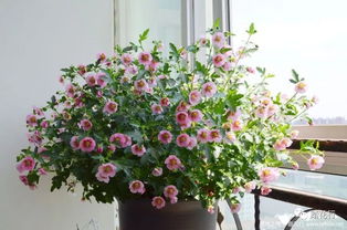 去年我用这个方法伺候阳台的矮牵牛