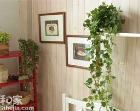 挂壁植物还包括些多肉植物，空气凤梨等。