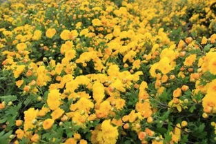 春季的花花世界