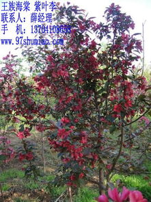 精品王族海棠， 批发优惠