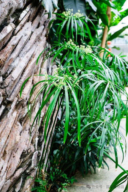 沿阶草的药用价值，你知道吗？