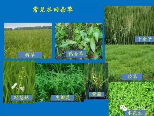 成分揭秘，草甘膦是啥？