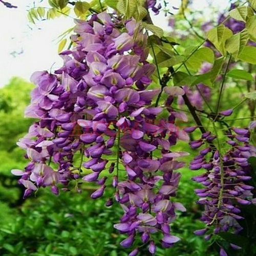 紫藤花适合室内养吗？