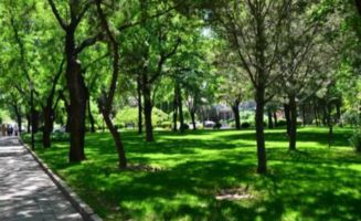 品种鄙视链，桉树也有高低贵贱