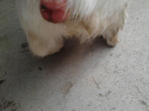 狗狗肛门红肿鼓起大包，可能是肛门腺炎或寄生虫感染