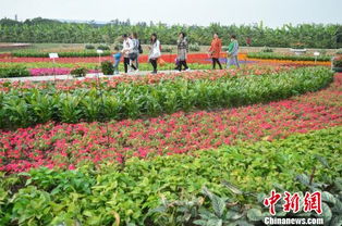 乳山美景如画，种花何处Zui佳？