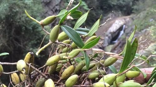 豆浆渣浇花？效果佳，小心虫害！