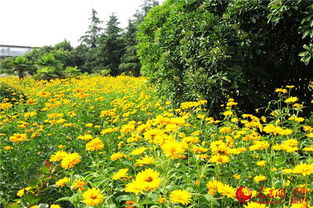 北风中的花朵， 坚韧之美