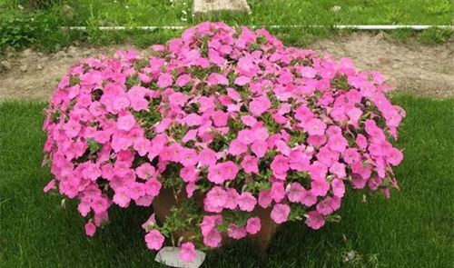 垂吊型矮牵牛：大株型， 吊盆里的风景线