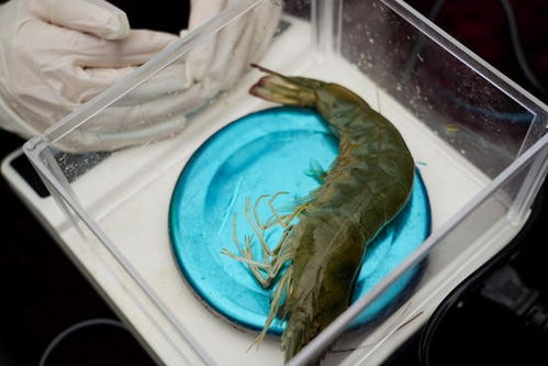 一万只南美白对虾一天需要喂多少虾宝饲料才能保证其健康生长？