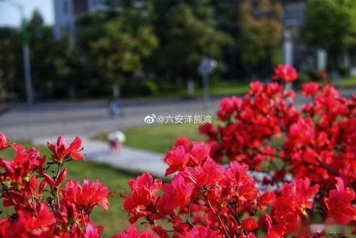 映山红成活后如何保证其茁壮成长