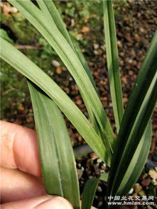 春兰的历史与意义