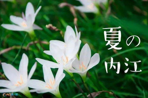 夏天40℃高温下的草坪草种推荐