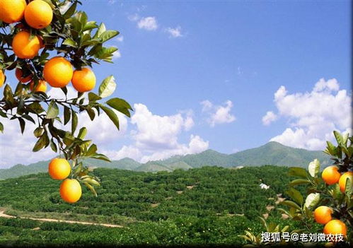 脐橙返青期处理技巧：科学施肥