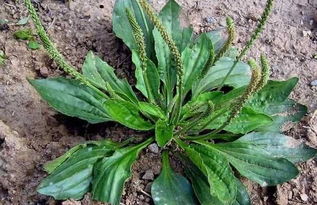 河北安国药材市场试过这法子， 出苗率从45%直窜82%，药贩子者阝抢着收！