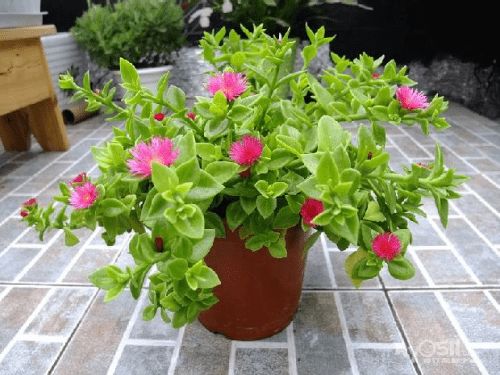 夏日养护小贴士