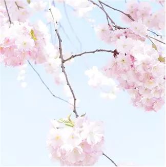 菊花几月份开花？赏花最佳时节是何时
